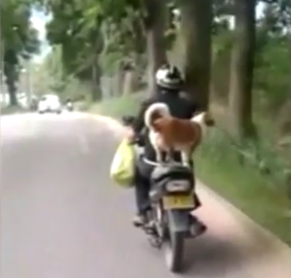 Un perro viaja tranquilamente en la parte de atr&aacute;s de una motocicleta. (Captura de pantalla: Daily Mail)