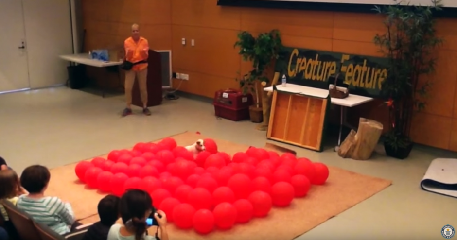 Twinkie es un aficionado a romper globos. (Captura de pantalla: Guinness World Records/YouTube)