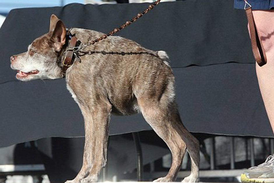 Conoce al perro más feo y adorable del mundo