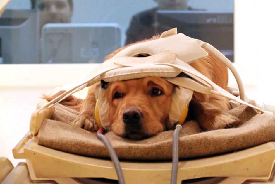 El experimento demostr&oacute; que el cerebro de los perros posee un &aacute;rea similar a la zona vocal humana localizada en el l&oacute;bulo temporal, situada, adem&aacute;s, en un lugar parecido. (Foto: Video)