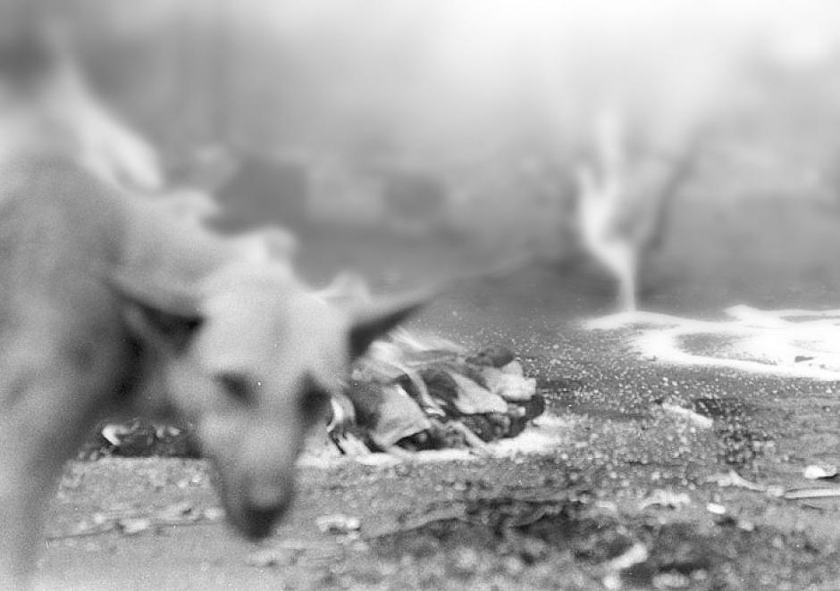 Las autoridades de Totonicap&aacute;n a&uacute;n no confirman la decisi&oacute;n de un exterminio masivo de perros callejeros. (Foto: Jes&uacute;s Alfonso/Soy502)&nbsp;