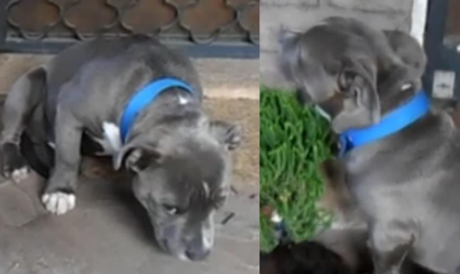 La reacci&oacute;n de un perrito pitbull rega&ntilde;ado se ha viralizado en redes. (Foto: trome.pe)