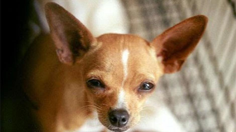 Un estudio revel&oacute; que los perros chihuahue&ntilde;os son los m&aacute;s agresivos en comparaci&oacute;n con otros. (Foto: www.google.com.gt/)