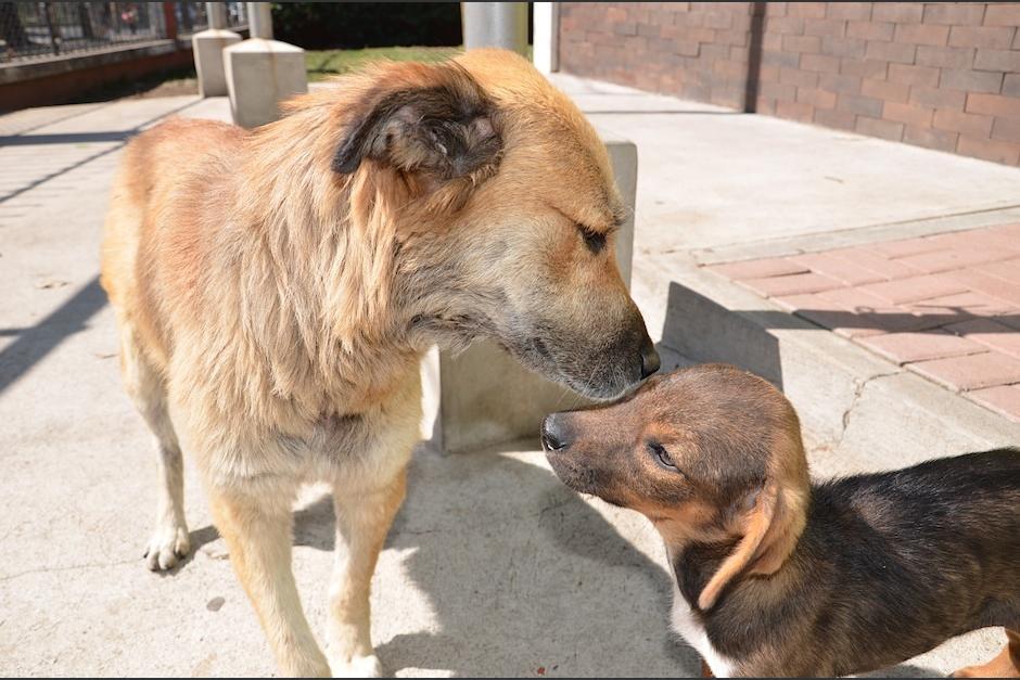 Una jornada de esterilizaci&oacute;n canina y felina se realizar&aacute; este fin de semana. (Foto: Archivo/Soy502)&nbsp;