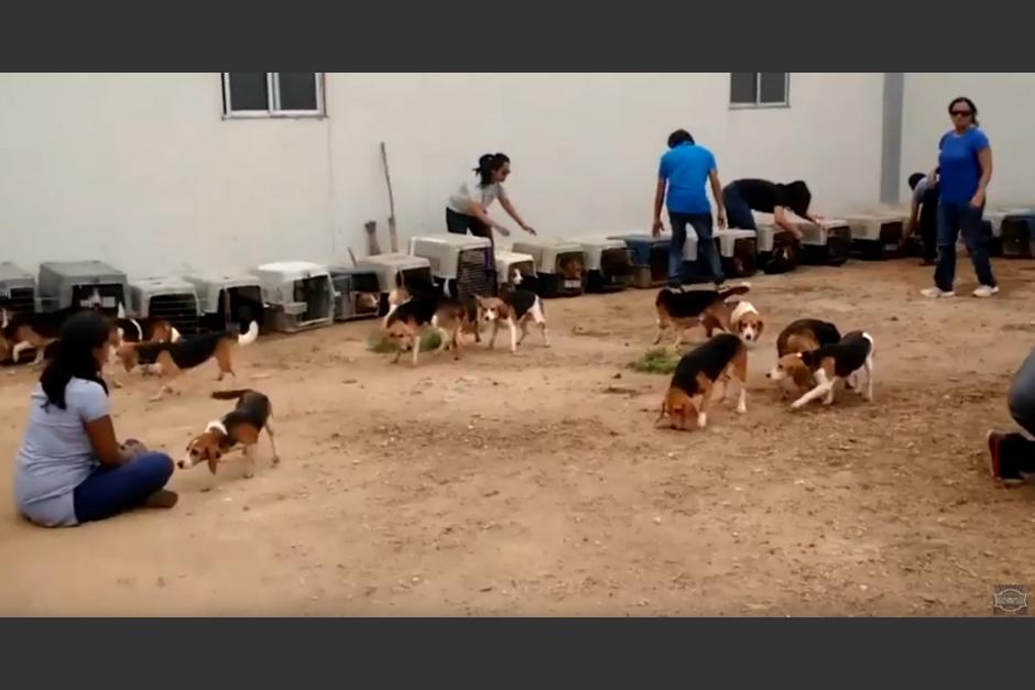 Los perros fueron liberados después de años de encierro. (Foto: Ultimate Video/YouTube)