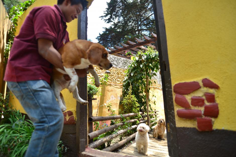 Pet Hotel Guatemala es un hospedaje para mascotas, ideal para que tu peludo no esté sólo en casa. (Foto: Wilder López/Soy502)