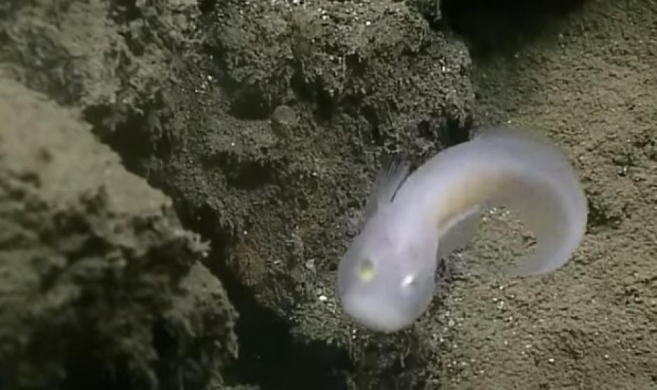 Su peculiar aspecto le hizo acreedor al nombre de "Pez Fantasma". (Foto: captura de YouTube)