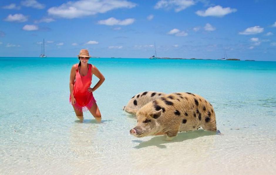 Big Major Cay es la Isla de los Cerdos en Bahamas a donde viajan miles de turista para alimentar y nadar con los porcinos. (Foto: Unusual Travel)