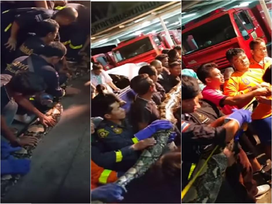 El gigantesco reptil fue trasladado a una zona segura luego de ser atrapada por los bomberos de Tailandia. (Foto: YouTube)