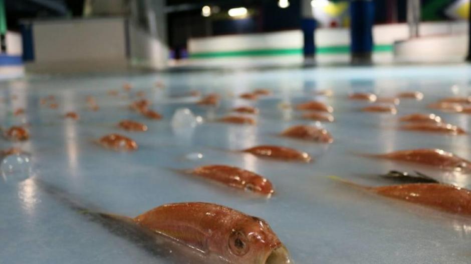Cierran pista de patinaje sobre hielo en Jap&oacute;n, donde fueron congelados 5 mil peces. (Foto:&nbsp;La Vanguardia)