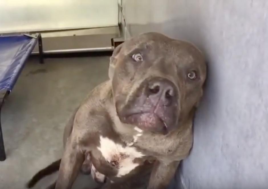 El perro de raza pitbull se muestra desconfiado y luego deja que lo acaricien. (Foto: institutoperro.com)