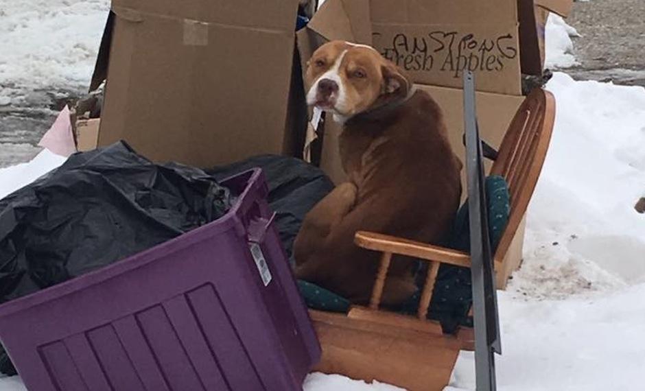 Este perrito se escondi&oacute; entre la basura para entrar en calor. (Foto: Terry Looby