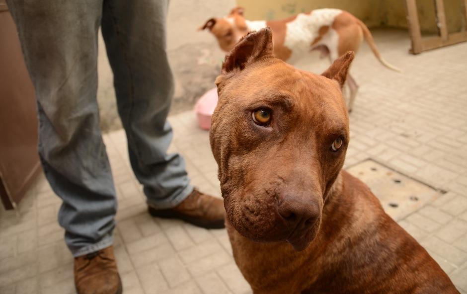 "Valentina" es una hermosa pitbull que vivió explotación y maltrato, ya que, era usada para tener crías que luego eran vendidas. (Foto: Selene Mejía/Soy502)&nbsp;