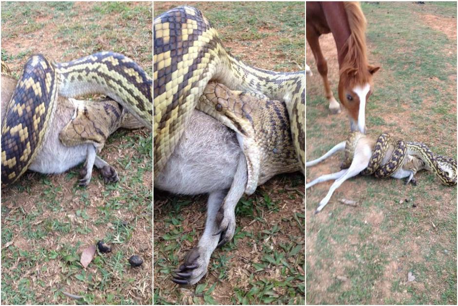 Un hombre capt&oacute; c&oacute;mo la pit&oacute;n devora a un marsupial. (Foto: 7 News)