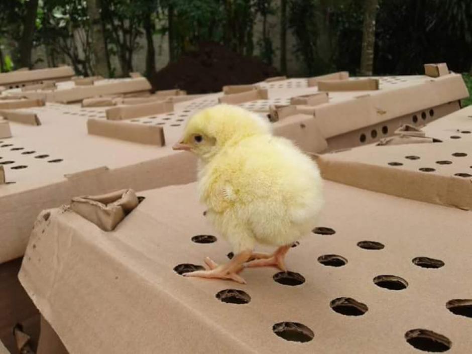 Seg&uacute;n el MAGA los pollos no estaban vivos cuando fueron enterrados. (Foto: Canal 46 Nuestro Canal/Facebook)