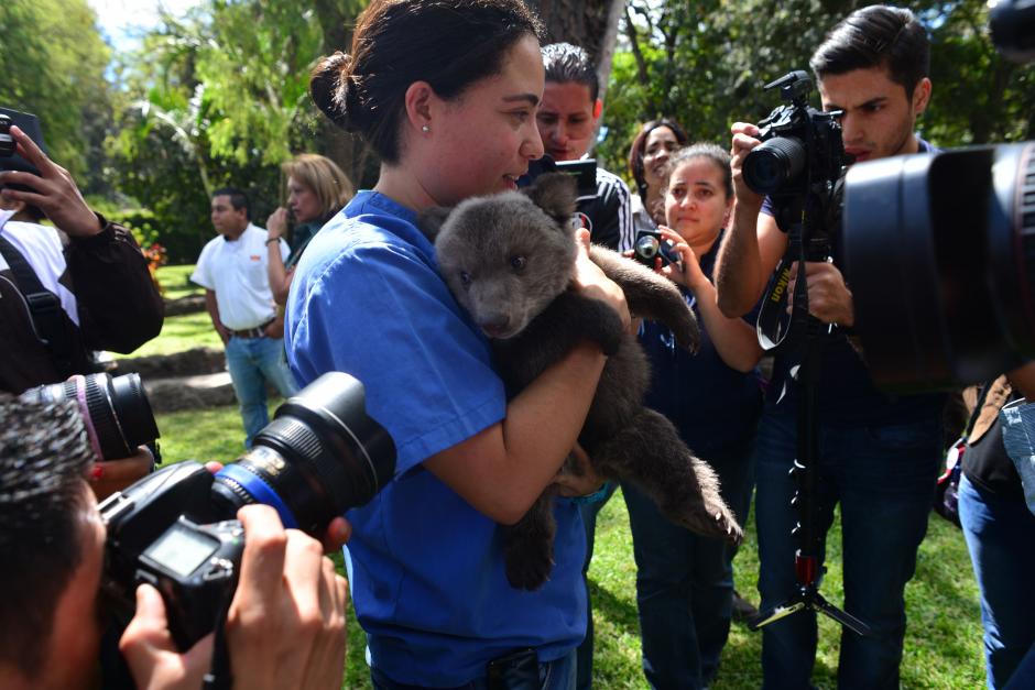 “Valentina” es el nombre de la nueva miembro del zoológico “La Aurora” una osa parda de 2 meses de nacida que fue presentada el día de hoy. (Foto: Jesús Alfonso/Soy502)
