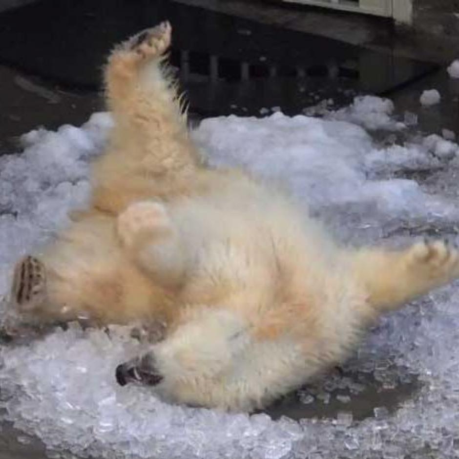 L osa polar, Nora luce feliz en la piscina con hielo. (Foto: twitter)