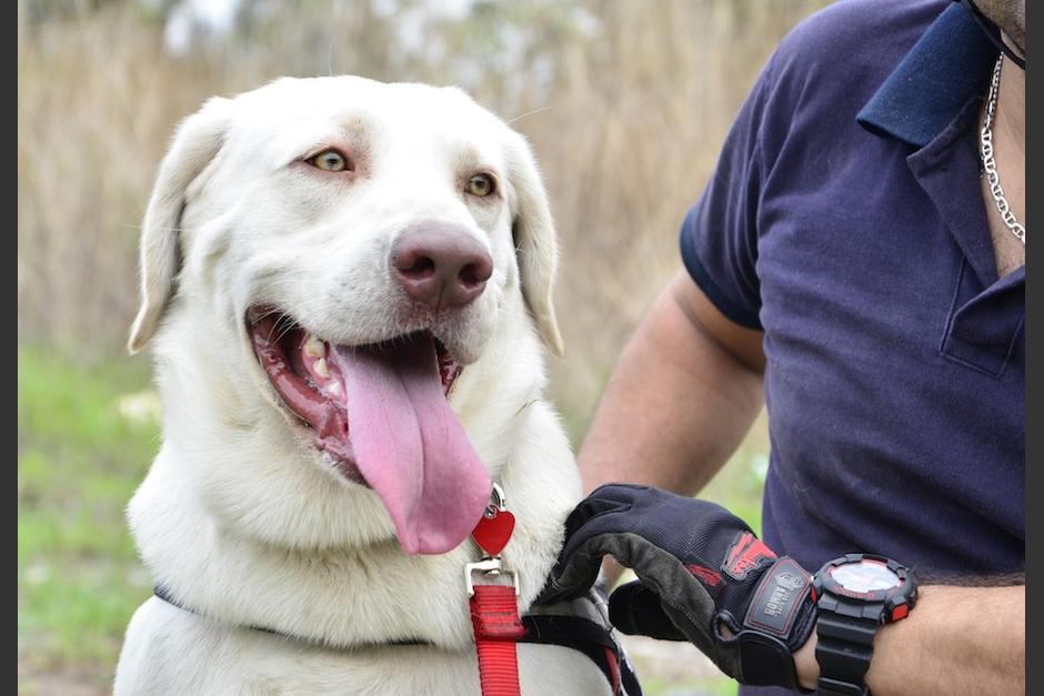 Él es Drago, un perrito muy especial. (Foto: Selene Mejía/Soy502) 