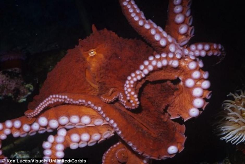 El diario Daily Mail public&oacute; las im&aacute;genes y el video que muestra c&oacute;mo un pulpo se lanza sobre la c&aacute;mara de un buzo, en California.