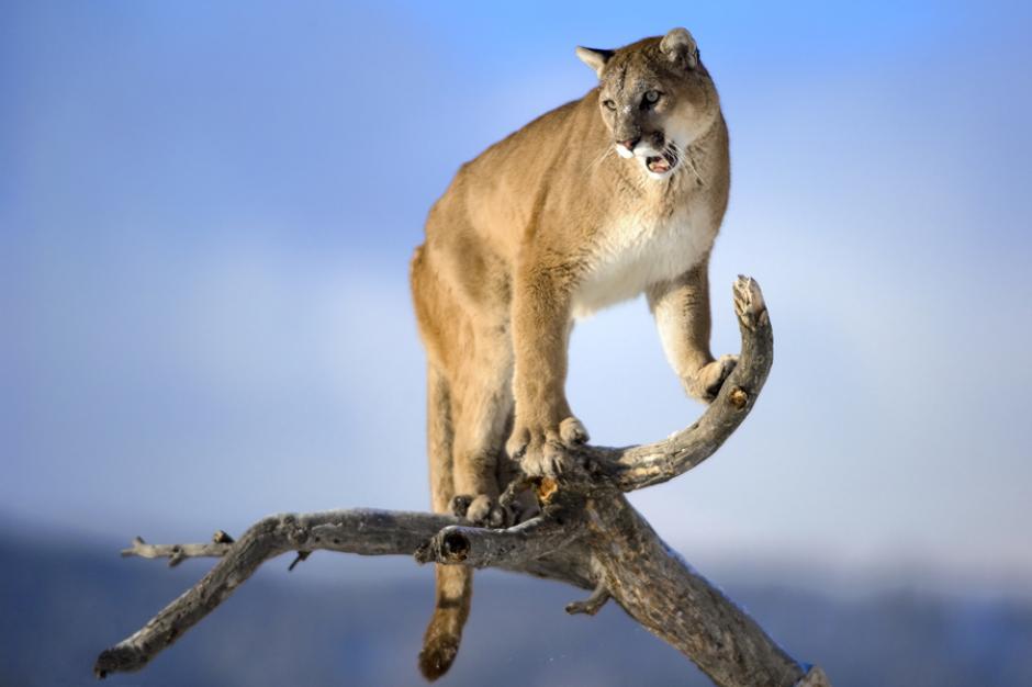 Un puma con una extra&ntilde;a malformaci&oacute;n fue encontrado en Idaho, Estados Unidos. (Foto: taringa.net)
