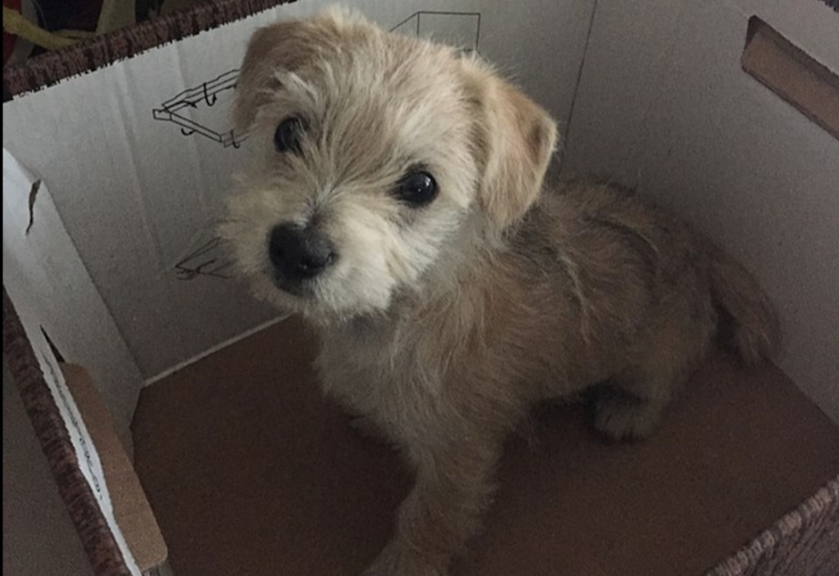 Este tierno cachorro fue abandonado en medio de la carretera. (Foto: Mail Online)