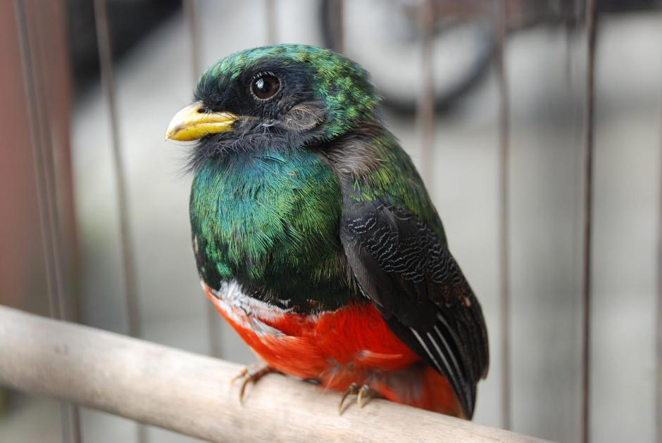 El trog&oacute;n se caracteriza por su tama&ntilde;o, unos 25 cent&iacute;metros de largo, frente al quetzal, que ser&iacute;a unos diez cent&iacute;metros mayor. (Fotos: Rudy L&oacute;pez).