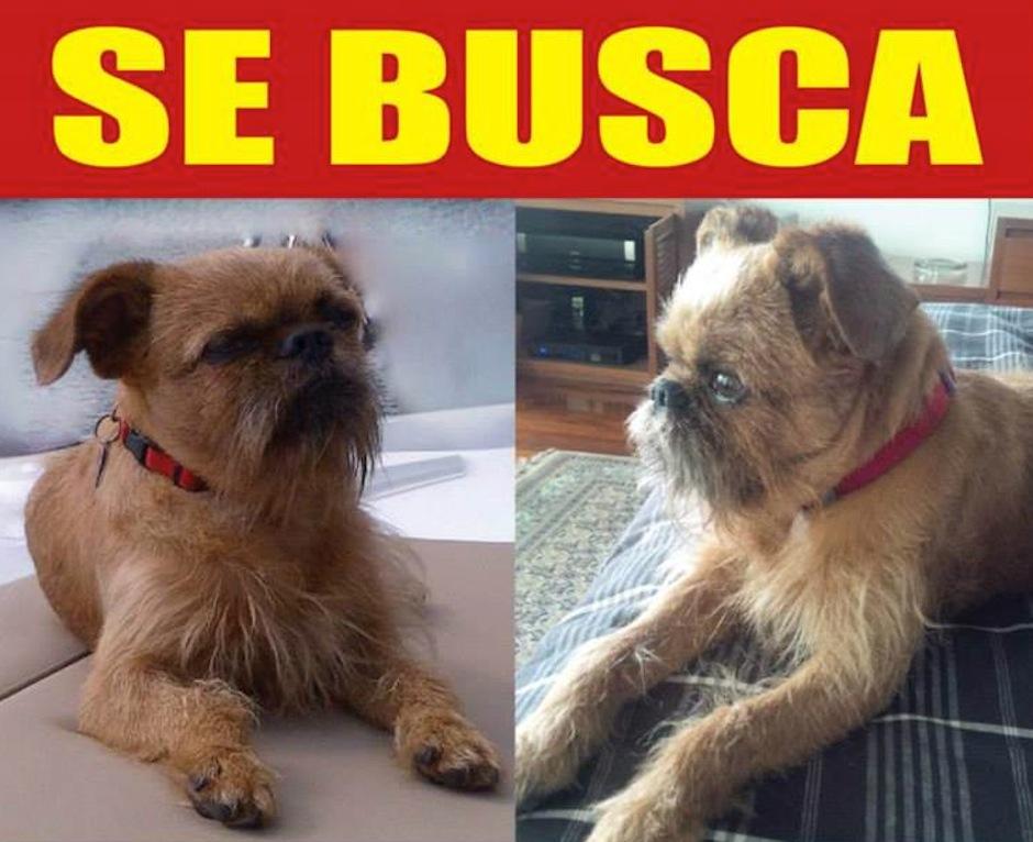 Familia busca desesperadamente a Rambo, su perrito perdido