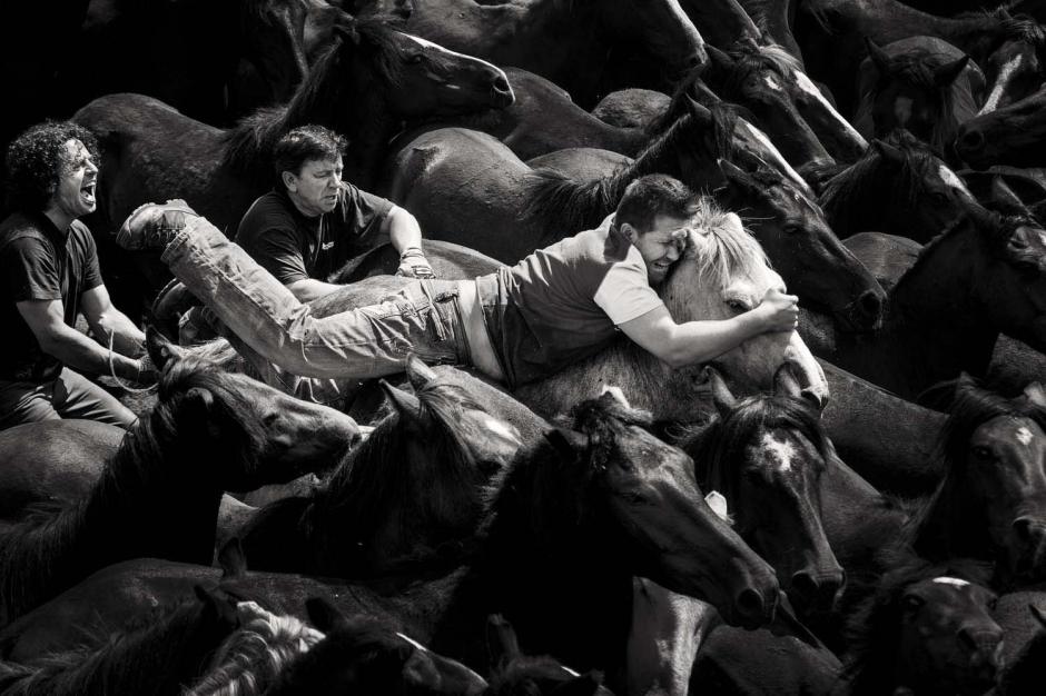 Los habitantes de Galicia luchan cuerpo a cuerpo con los caballos salvajes. (Foto: Javier Arcenillas)