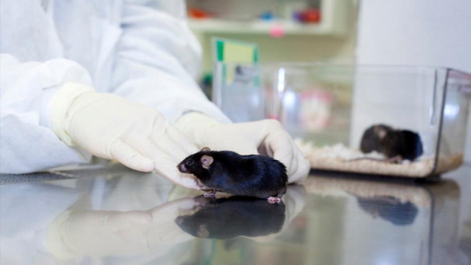 Los investigadores creen que es muy probable que también sea eficaz en humanos. (Foto: Google)