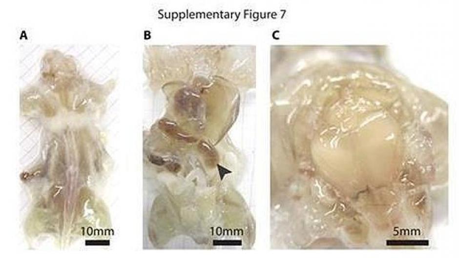 Tienen el aspecto de una gelatina con forma de rat&oacute;n. (foto: ABC)