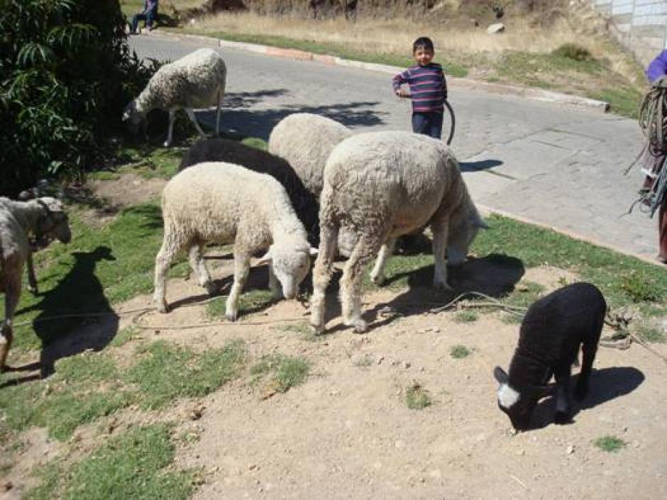 Las ovejas pueden ser una nueva alternativa para la estimulaci&oacute;n de ni&ntilde;os con padecimientos neurol&oacute;gicos. &nbsp;(Foto: sanjoseojetenam.com)