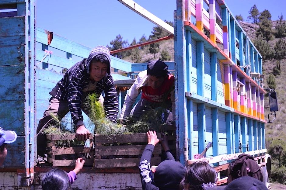 La comunidad se unió para reforestar. (Foto: Asociación de Forestería Comunitaria de Guatemala, Ut'z Che')&nbsp;