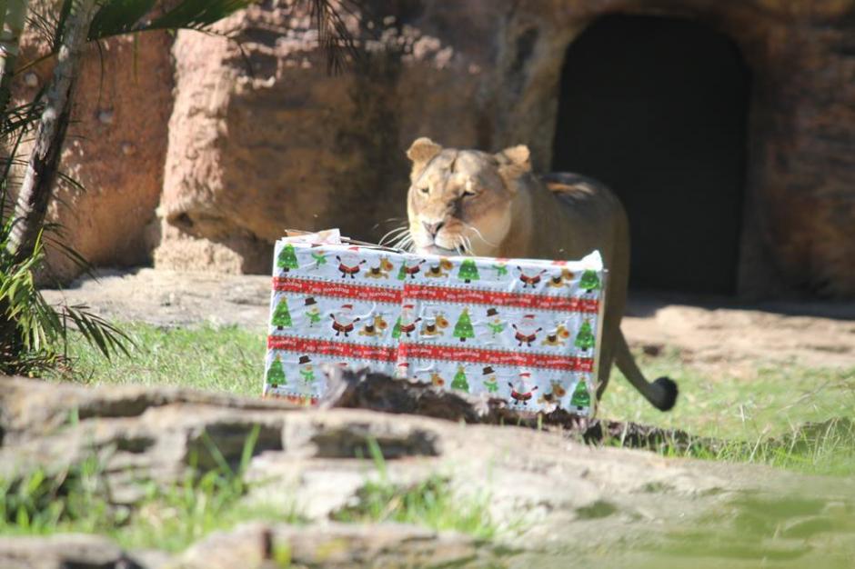 Desde hace seis a&ntilde;os realizan esta actividad en el Zool&oacute;gico. (Foto: Facebook/Zool&oacute;gico)
