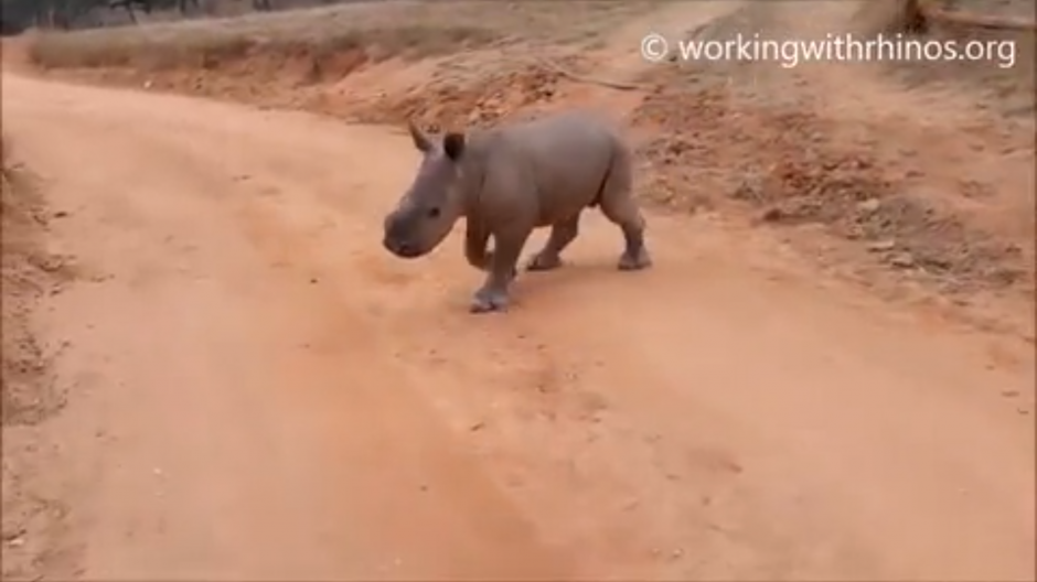 Warren es un peque&ntilde;o rinoceronte que responde cuando lo llaman por su nombre. (Foto: Belfast Telegraph)