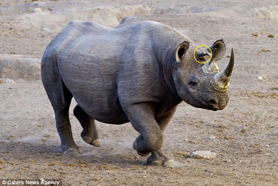 Este rinoceronte negro tiene tres cuernos y est&aacute; causando revuelo entre los zoologos. (Foto: Daily Mail)