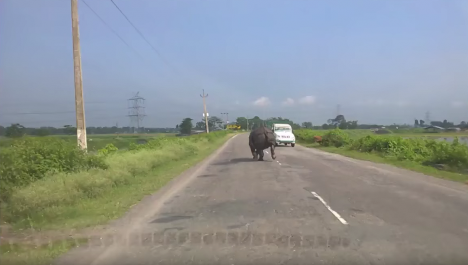 Una c&aacute;mara de seguridad graba a un rinoceronte correr por una carretera en la India.  (Captura de pantalla: Just Video)