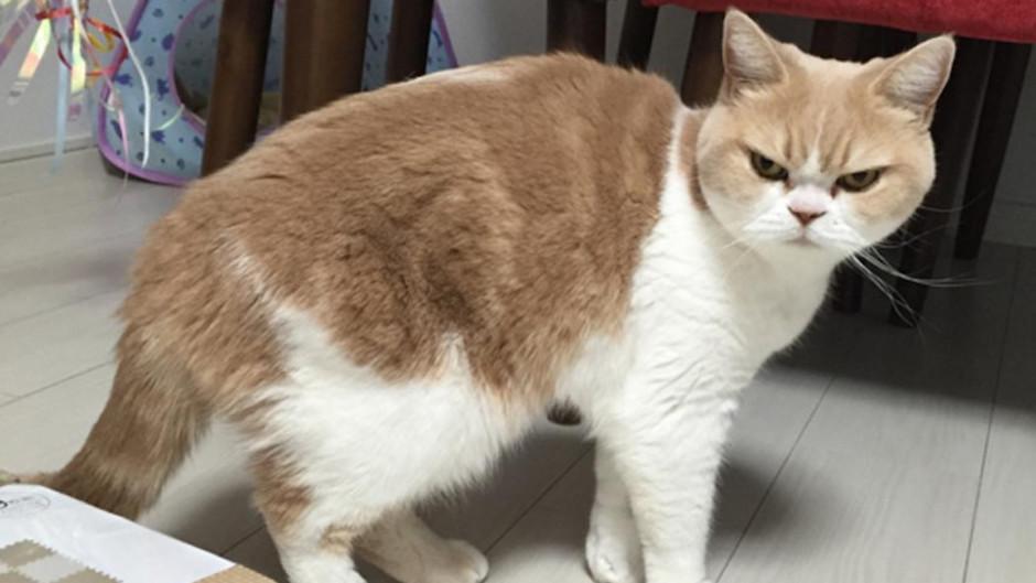 Una pareja report&oacute; al 911 ser rehenes de su gato dentro de su casa. (Foto: rpp.pe)