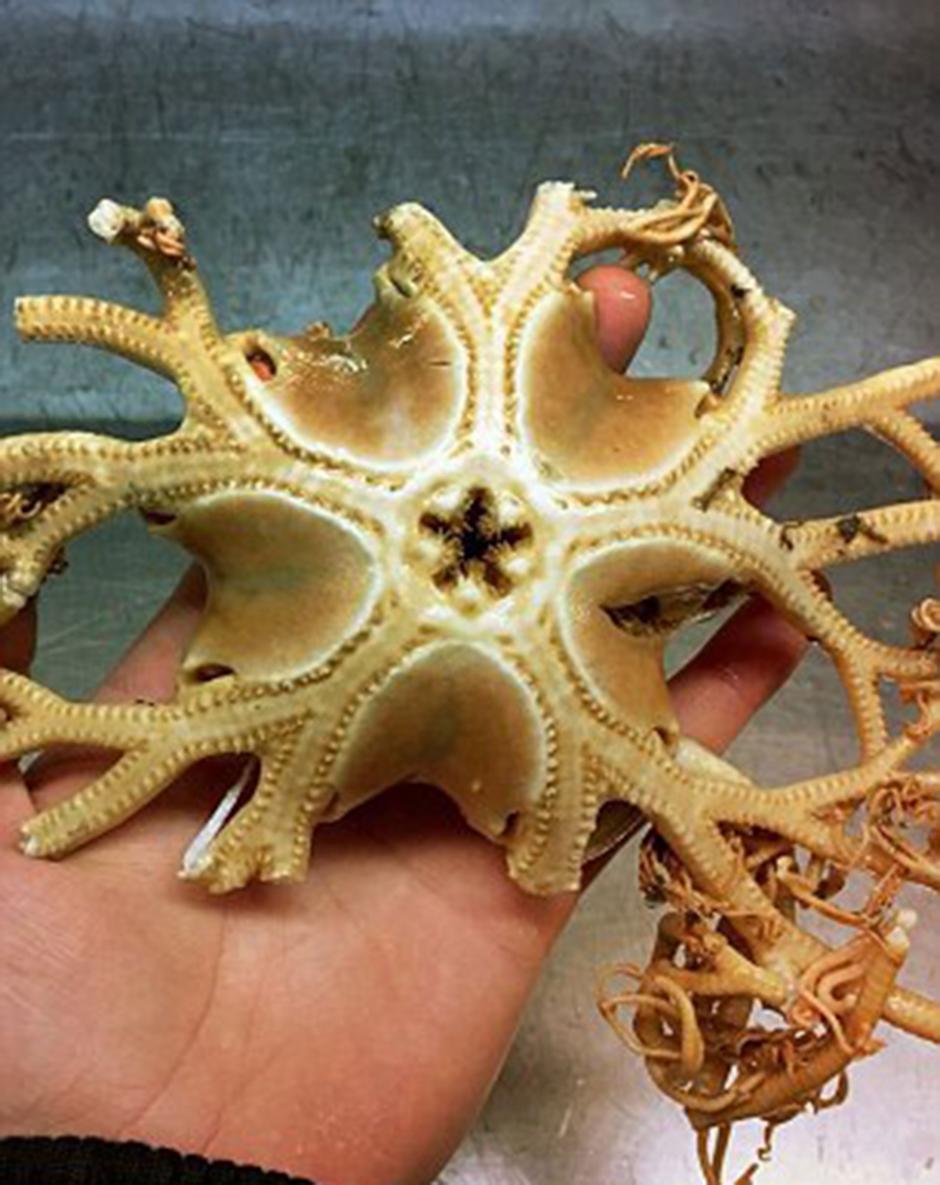 Esto parece ser el esqueleto de una extraña estrella de mar. (Foto: Twitter/@rfedortsov)