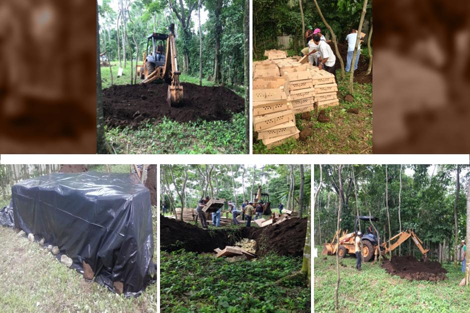 Este fue el proceso que utilizaron las autoridades del MAGA para sacrificar a los pollos el fin de semana, y el que se utiliza en todos los decomisos de pollos vivos. (Im&aacute;genes: MAGA)&nbsp;