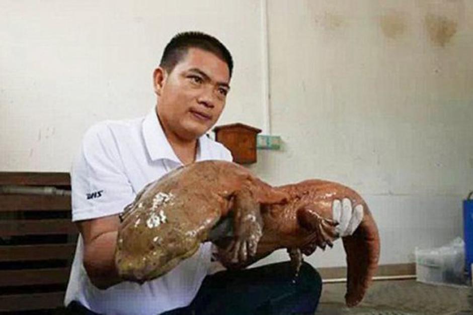 La salmandra de casi un metro fue encontrada en China. (Foto: sopitas.com)