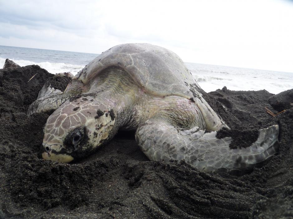 Las tortugas son una especie amigable, pero que est&aacute; amenazada por la recolecci&oacute;n de sus huevos, la pesca de camar&oacute;n y la contaminaci&oacute;n en las playas de la costa sur de Guatemala. (Foto: Conap)