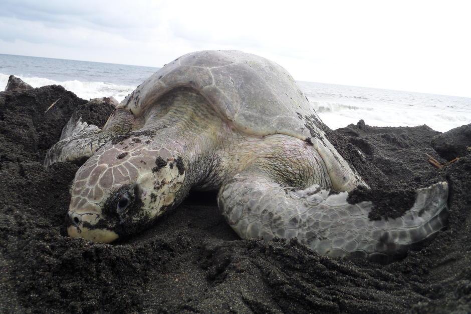 Estas playas son el hogar de miles de tortugas que nacen en ese sector y luego son liberadas a mar abierto. (Foto: Conap)