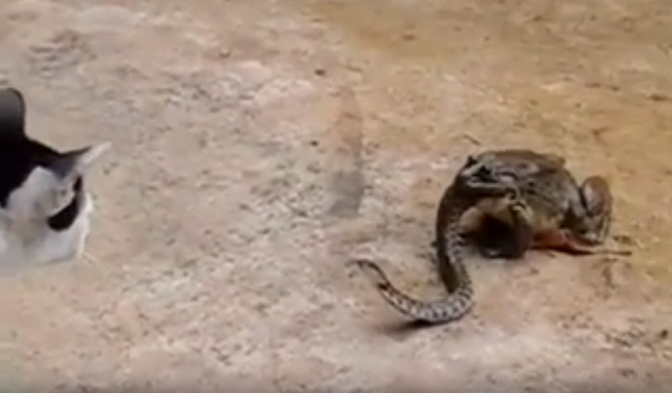 Un sapo se traga una serpiente, mientras un gato observa. (Captura de pantalla: YouTube/Animal Bababa)