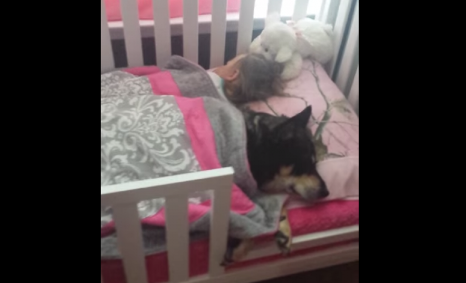 El perro Raven duerme junto a una peque&ntilde;a beb&eacute;. (Imagen: YouTube)