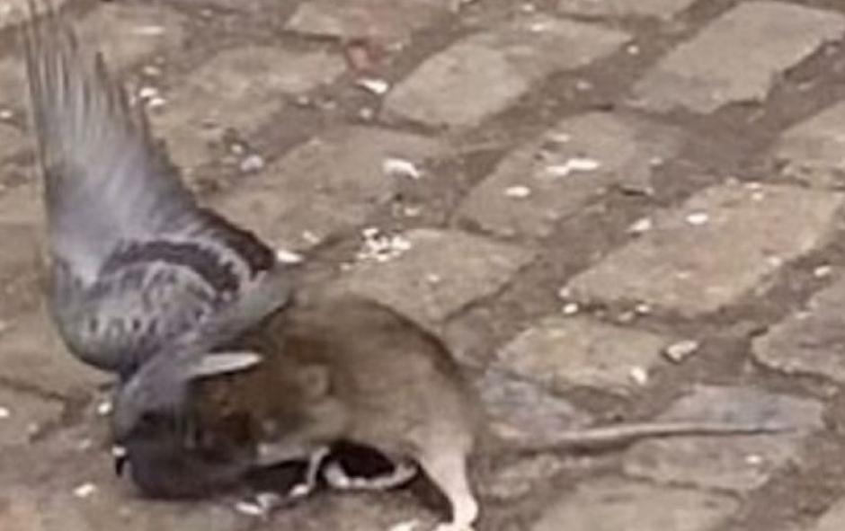 En Nueva York la pelea entre una rata y una paloma se rob&oacute; la tenci&oacute;n de millones.