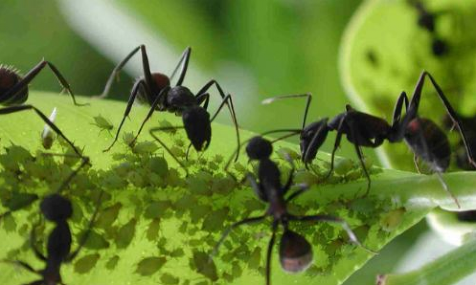 El mutualismo entre hormigas y &aacute;rboles tropicales se intensifica en &eacute;poca de sequ&iacute;a, seg&uacute;n un estudio difundido hoy (Foto tomada de Ferriz.com.mx)