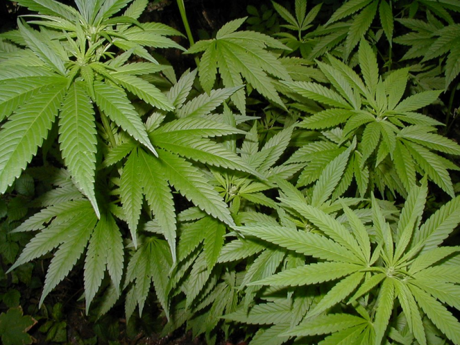 Con esta medida se busca luchar contra el narcotráfico.