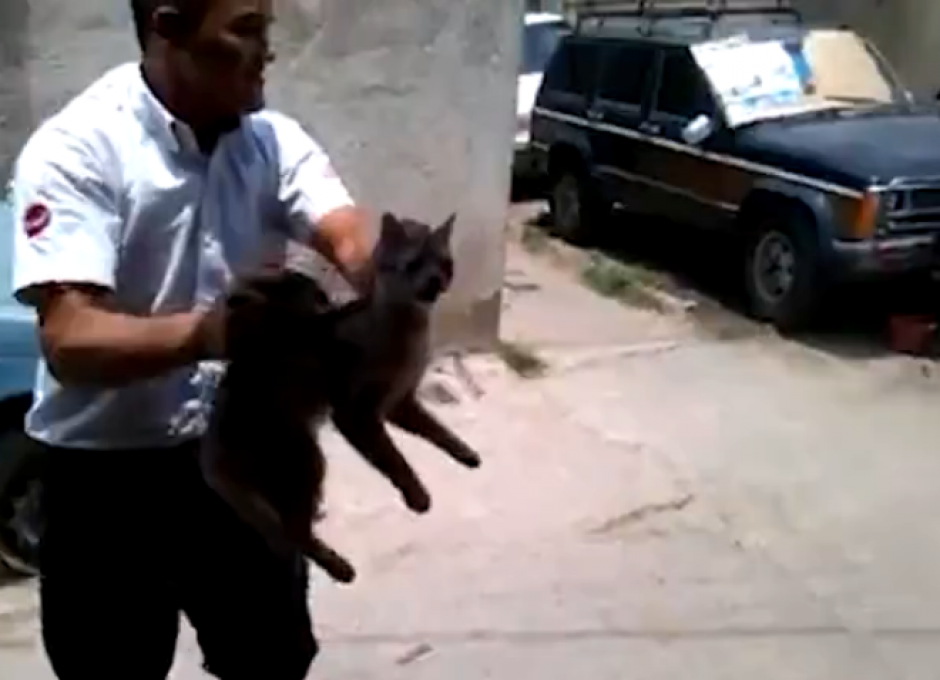 El video del maltrato a un pequeño gato generó la indignación de las redes sociales, que han compartido miles de veces su rechazo a este tipo de acciones hoy.&nbsp;