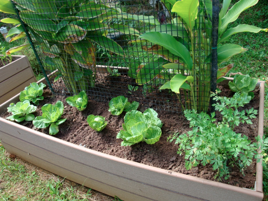 Un informe de la FAO observa un crecimiento de las pr&aacute;cticas urbanas de agricultura en Am&eacute;rica Latina.&nbsp;