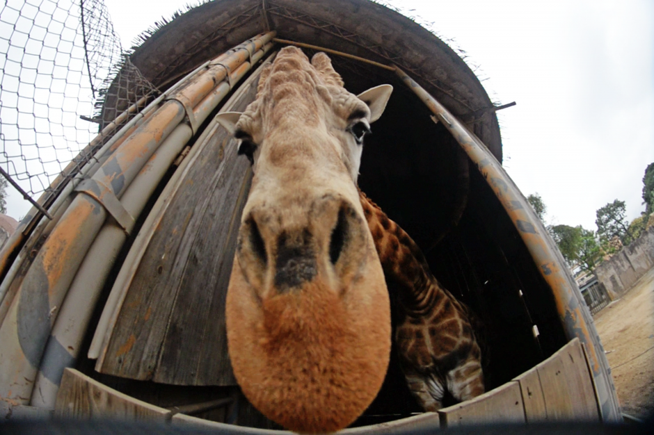 En el tour se podr&aacute; alimentar a Pepo la jirafa. (Foto: Esteban Biba/Soy502)&nbsp;